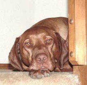 Meet your Posher, Ronald